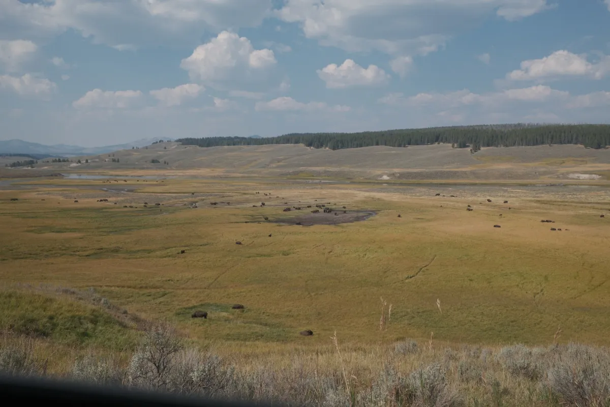 Yellowstone NP photograph 33