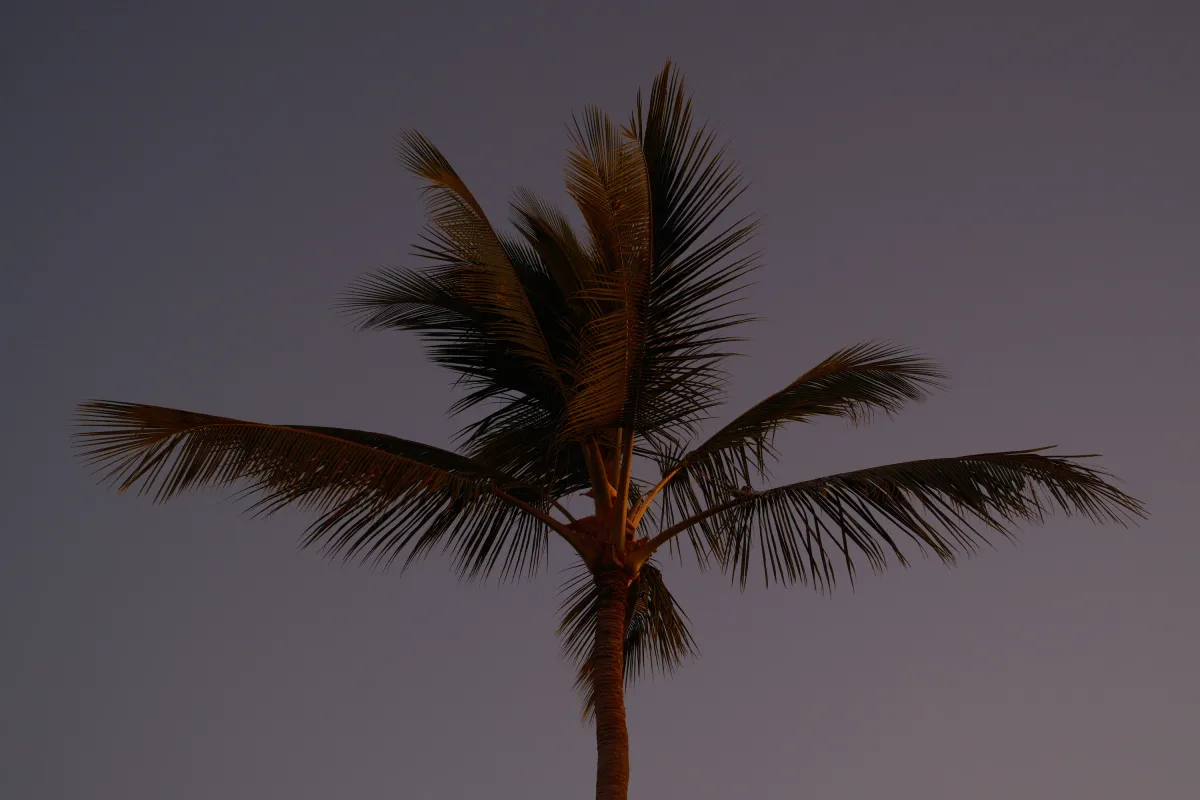 Hawaii photograph 63