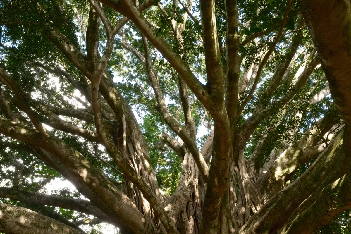 Hawaii photograph 74