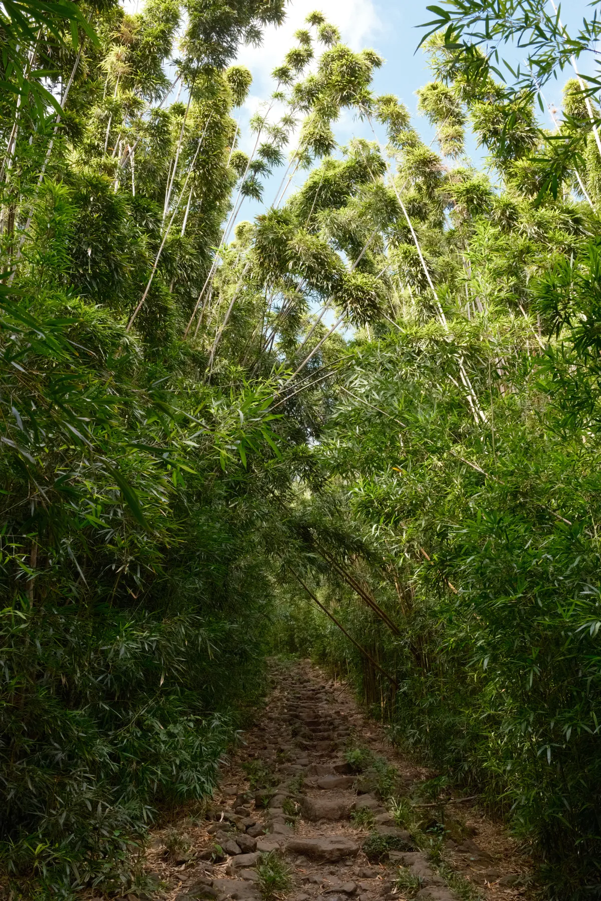 Hawaii photograph 75