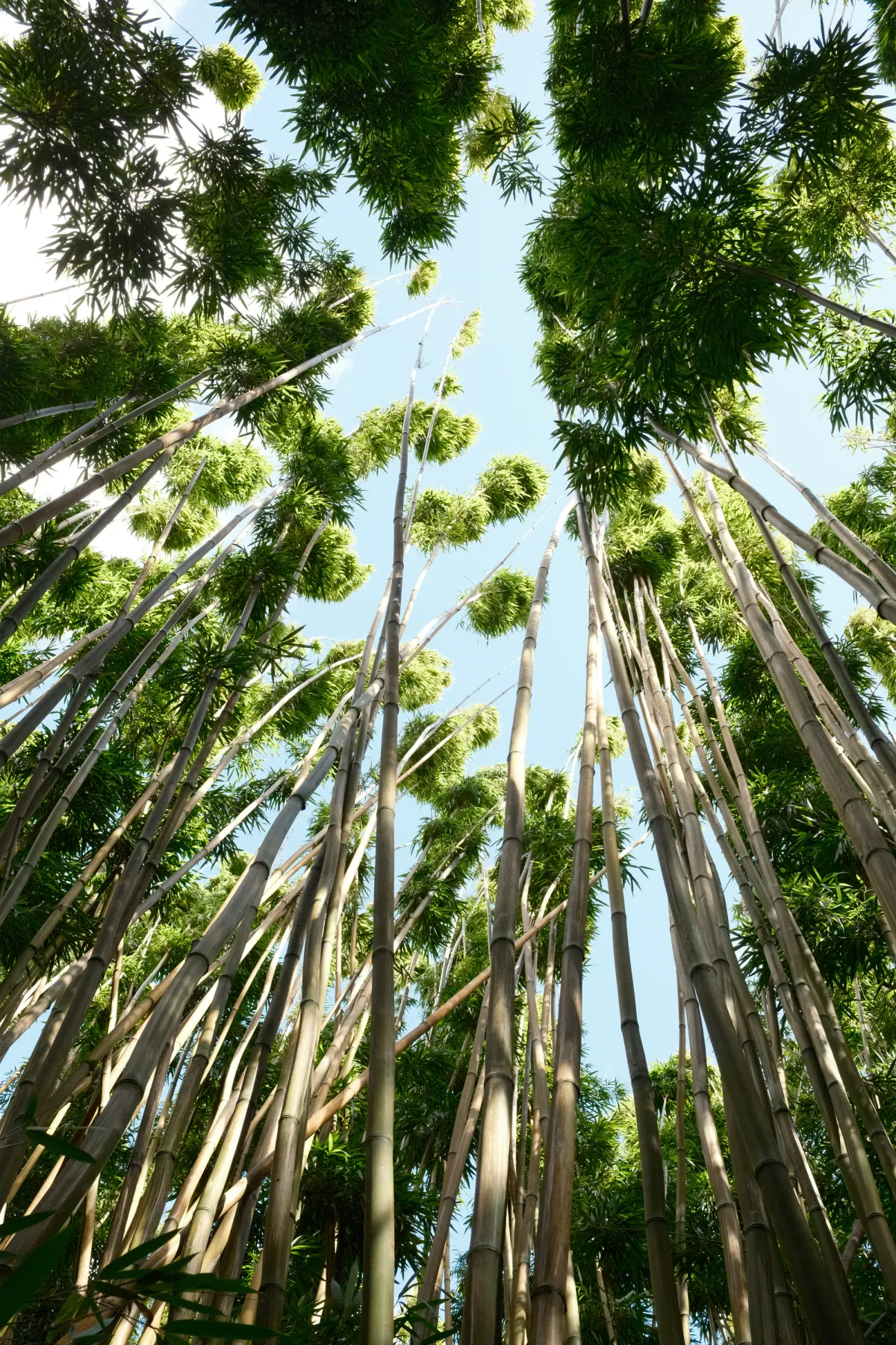 Hawaii photograph 77