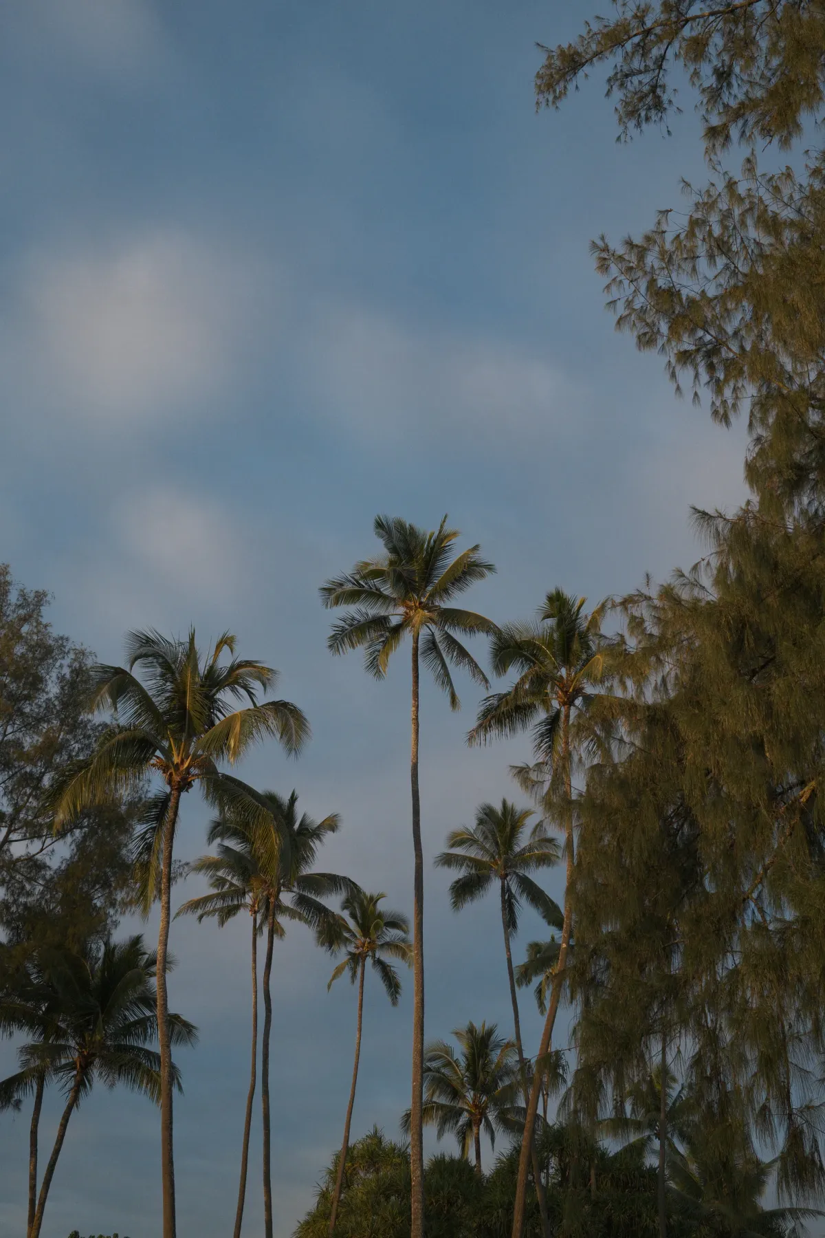 Hawaii photograph 86