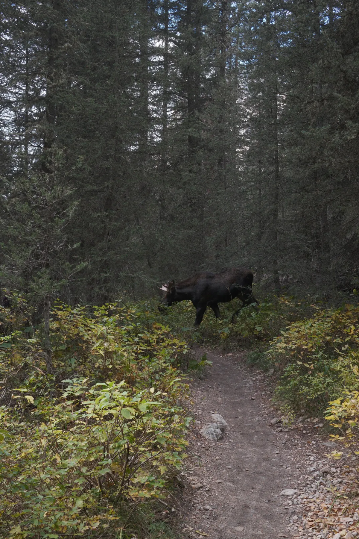 Grand Teton NP photograph 39