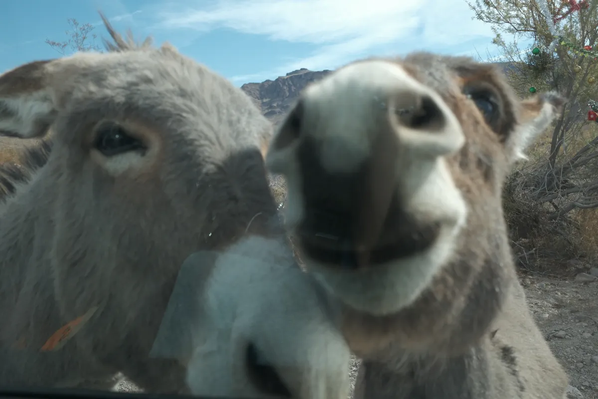 The Wild West photograph 53