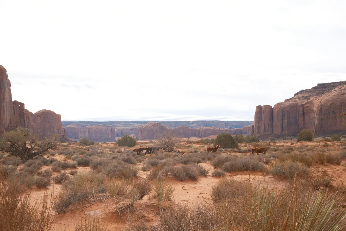 The Wild West photograph 86