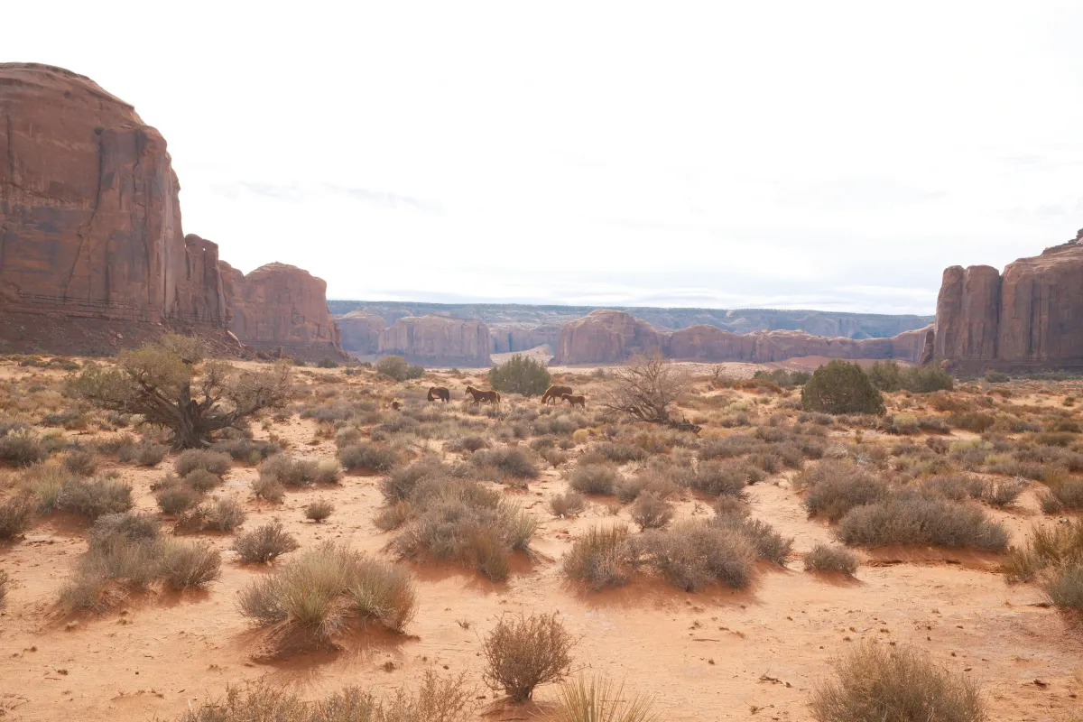 The Wild West photograph 87
