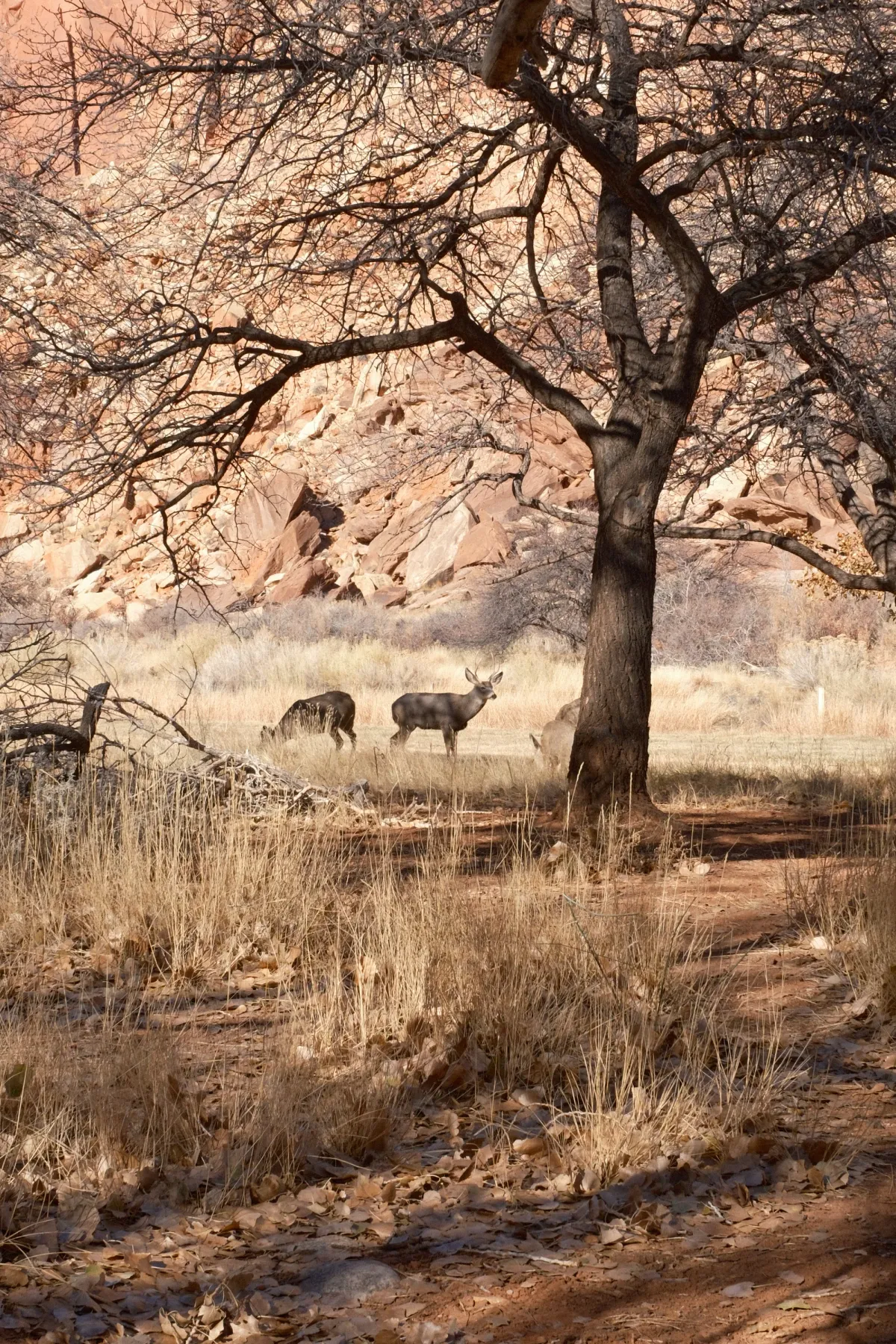 The Wild West photograph 115