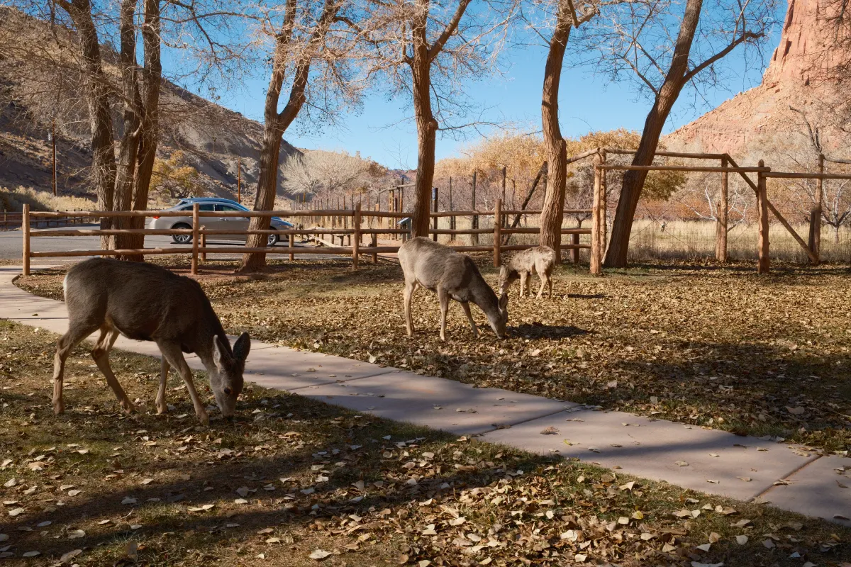 The Wild West photograph 116