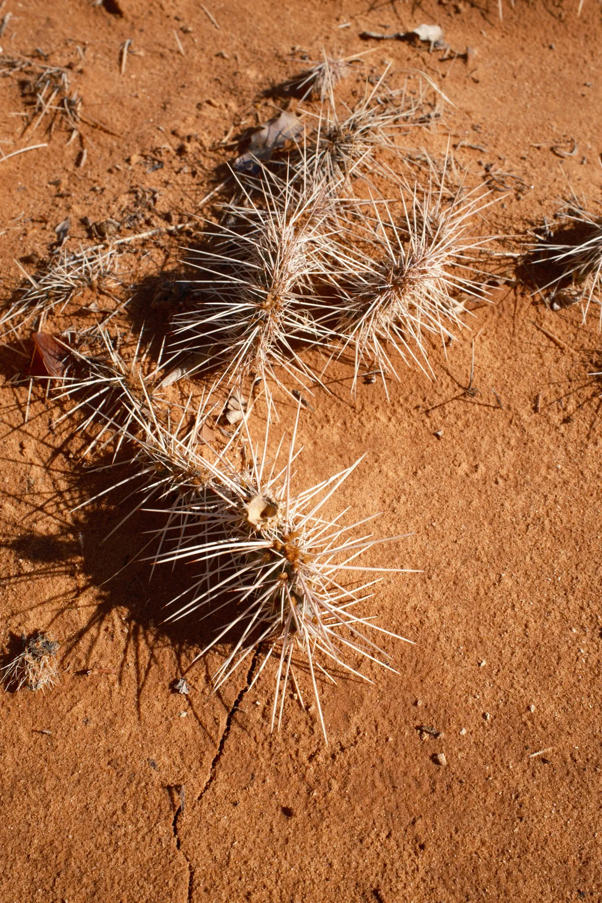 The Wild West photograph 151