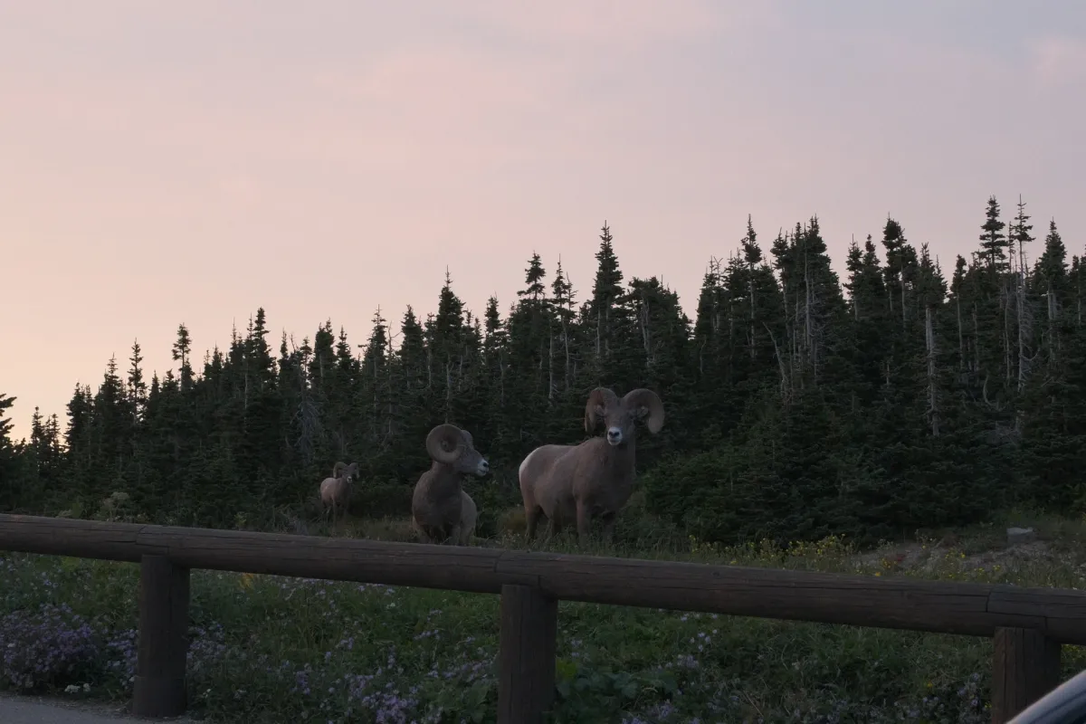 Glacier NP photograph 63