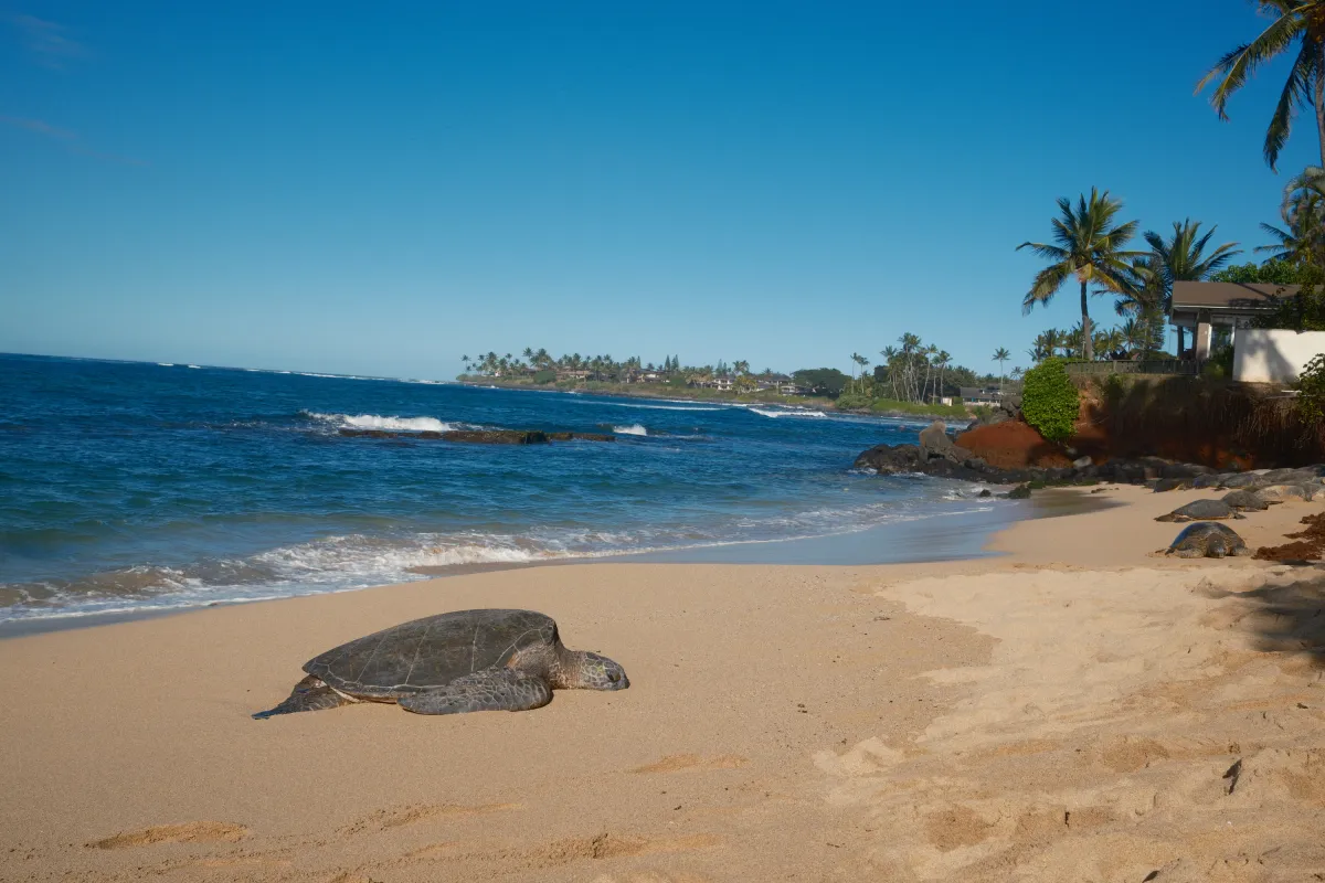 Hawaii photograph 2