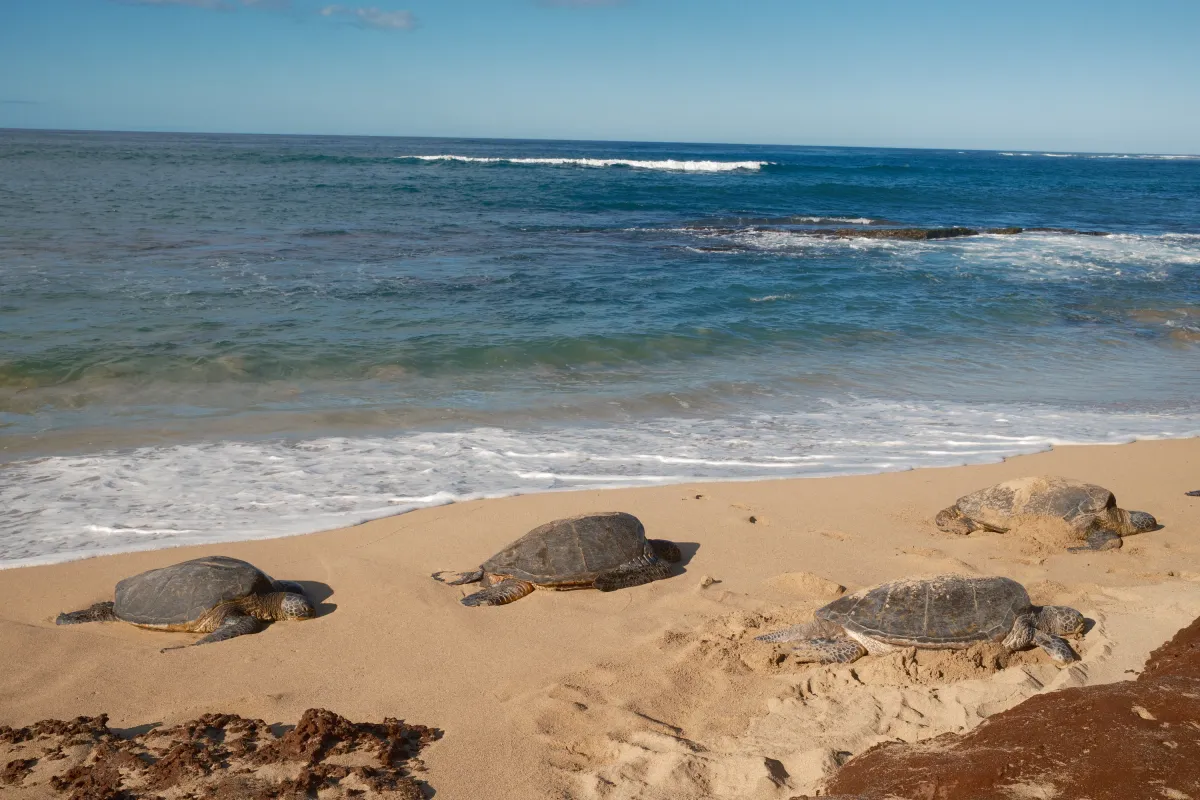 Hawaii photograph 3