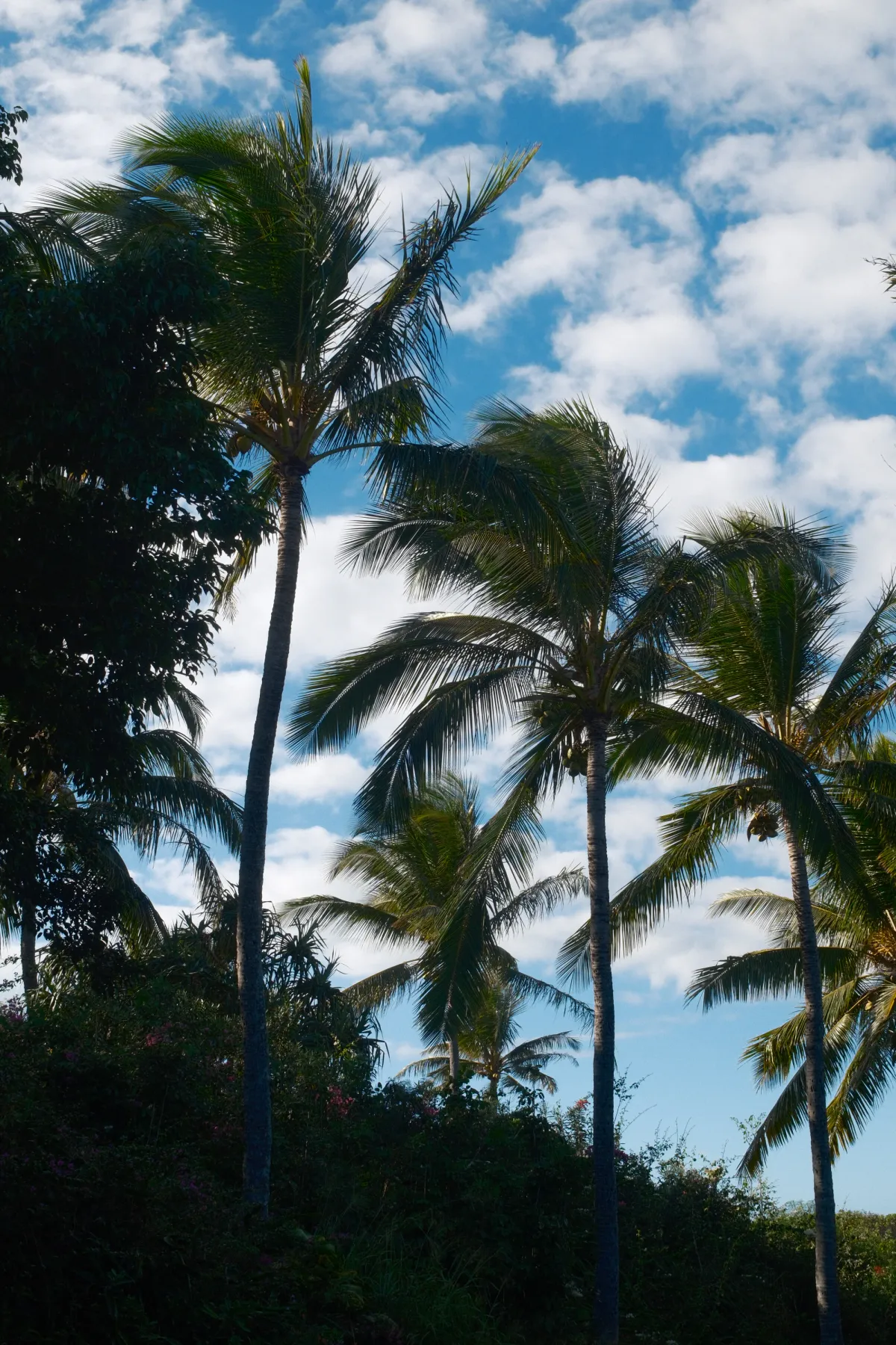 Hawaii photograph 4