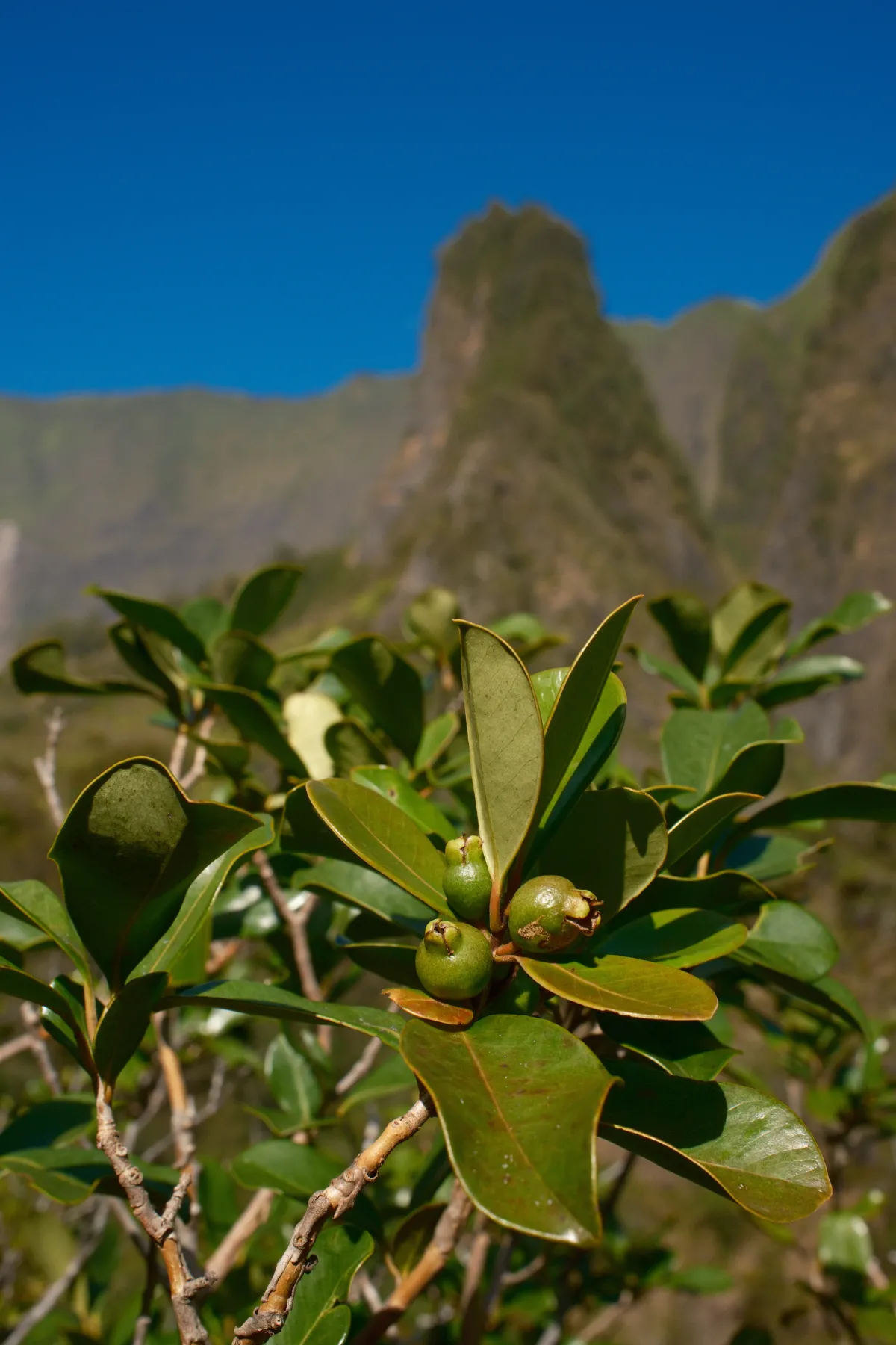 Hawaii photograph 6