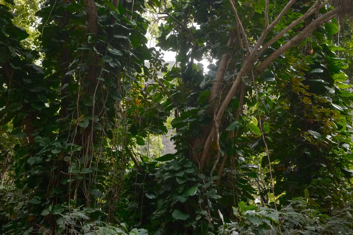 Hawaii photograph 13