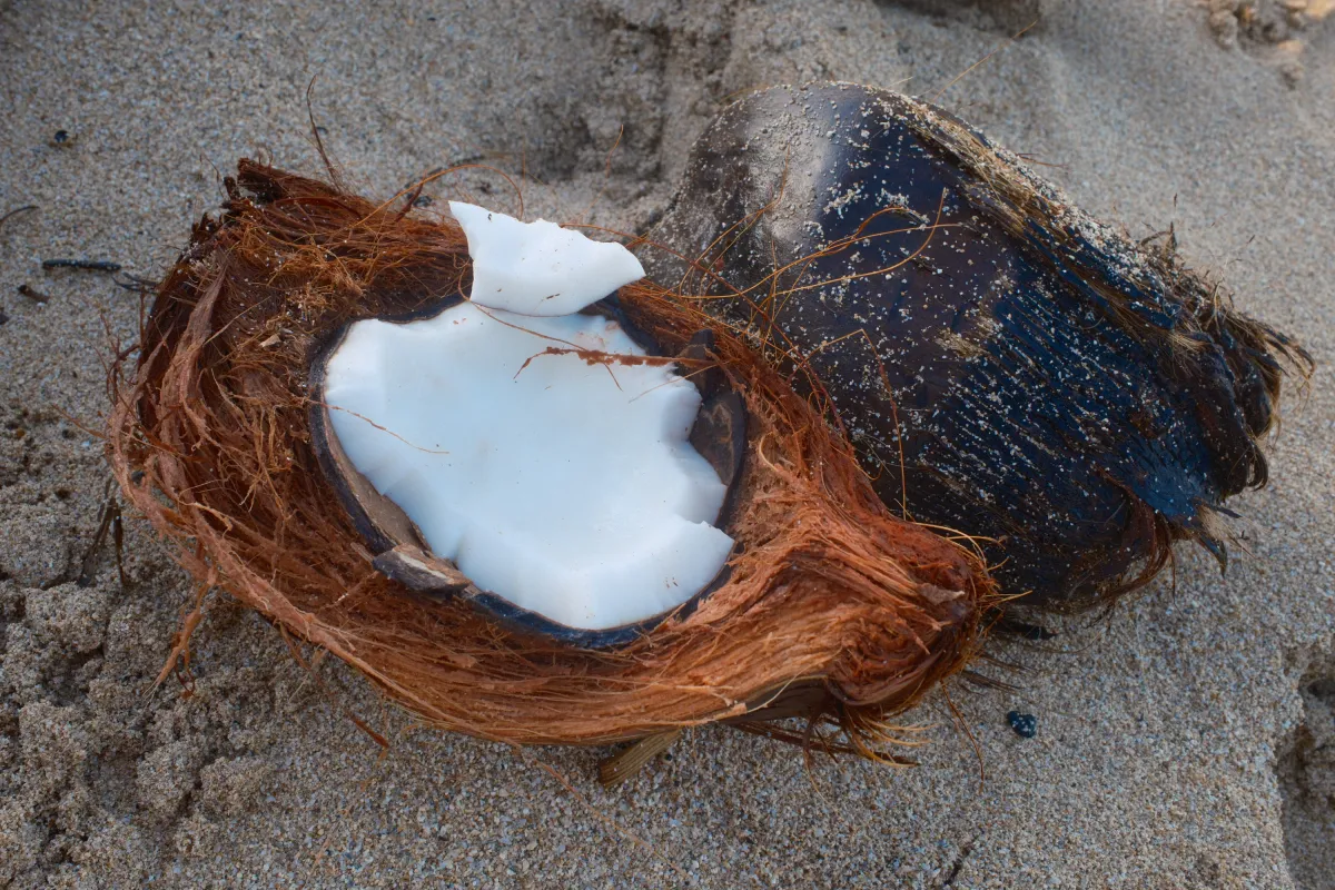 Hawaii photograph 16