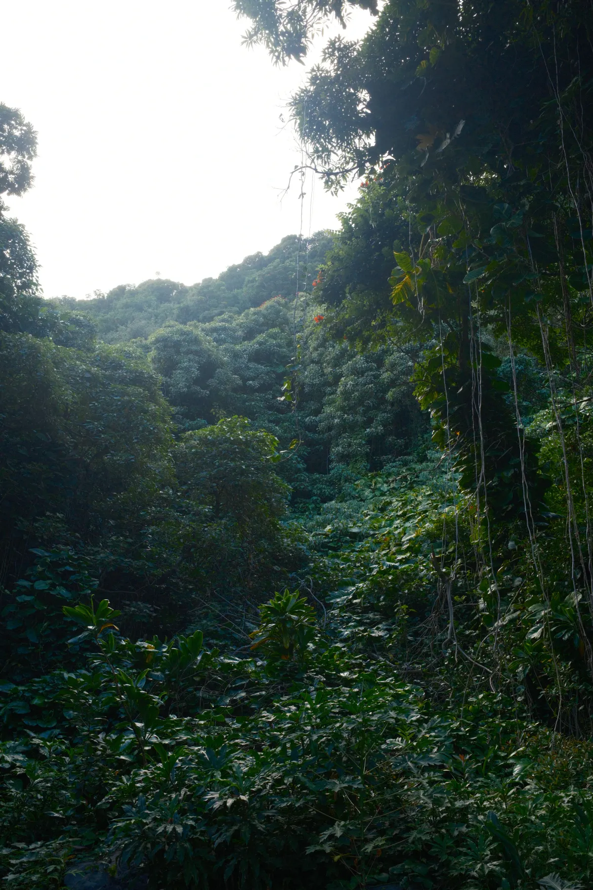Hawaii photograph 32