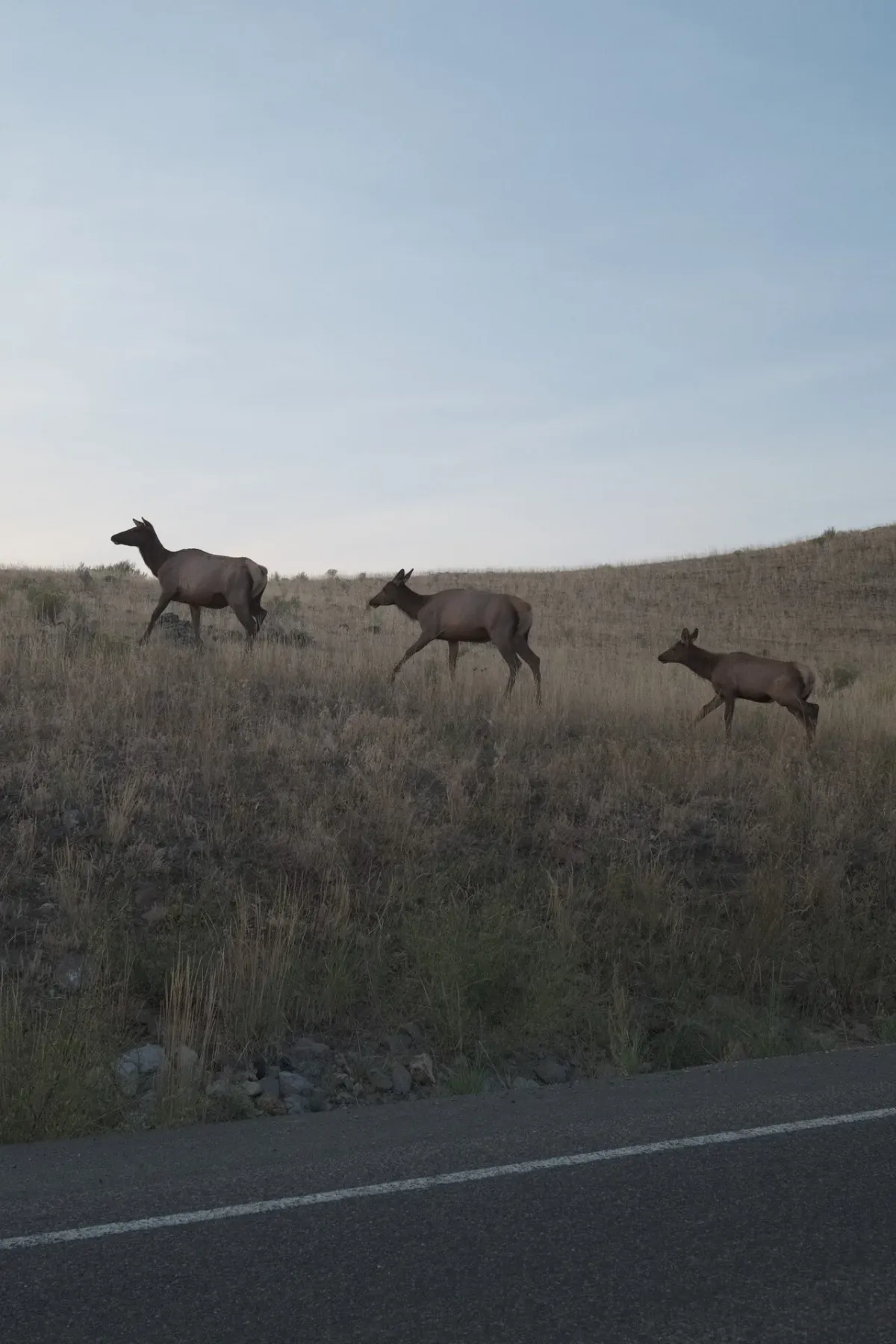 Yellowstone NP photograph 11