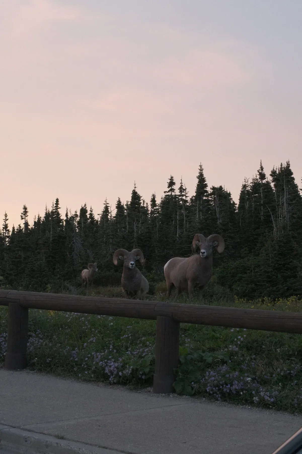 Glacier NP photograph 64